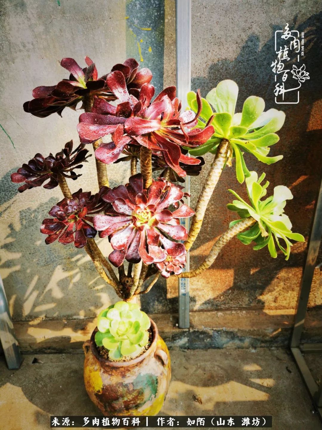 凤凰涅槃，浴火重生！多肉法师圣斗士们的秋天！（附养护经验）