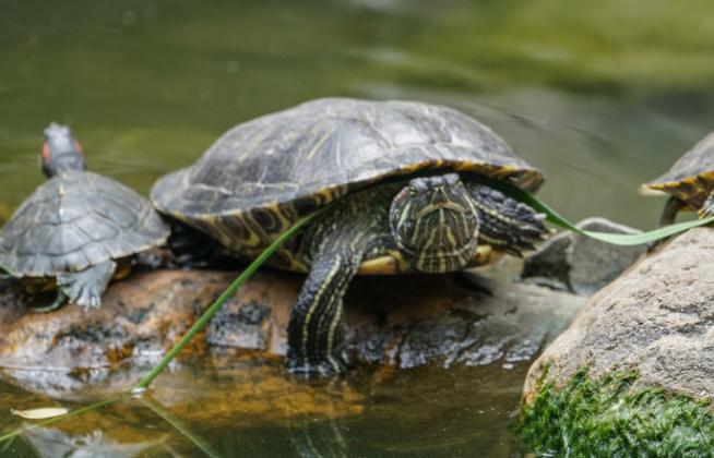 甲鱼要怎么养啊,甲鱼要怎么养大