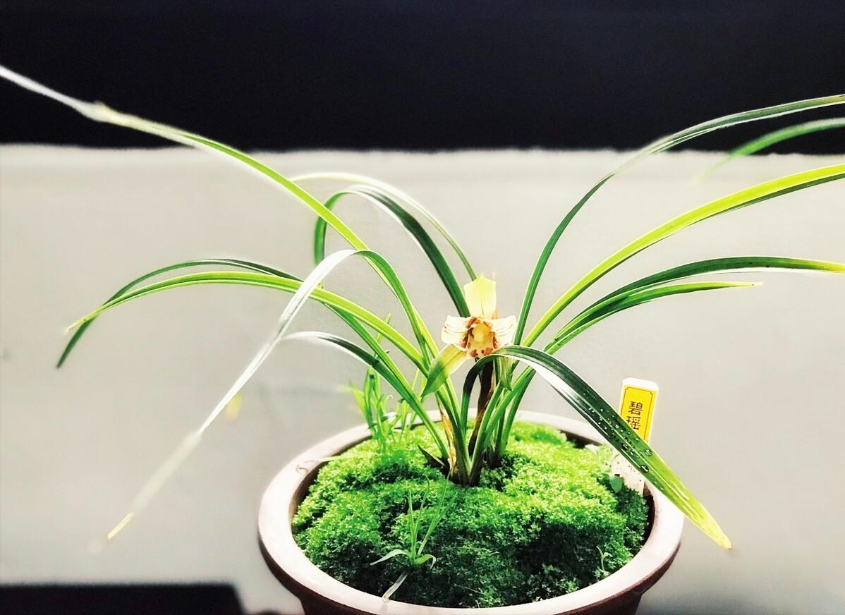 兰花属于保护植物为什么还有人挖,禁止兰花采挖的真正原因