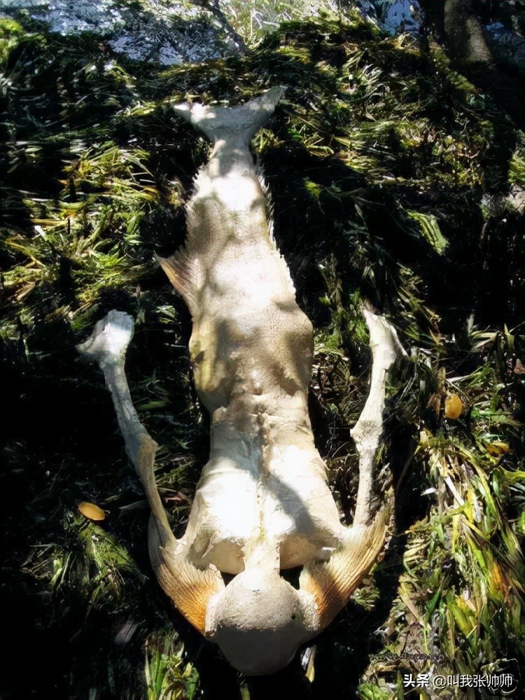 亚特兰蒂斯真的存在吗,亚特兰蒂斯文明真实存在吗