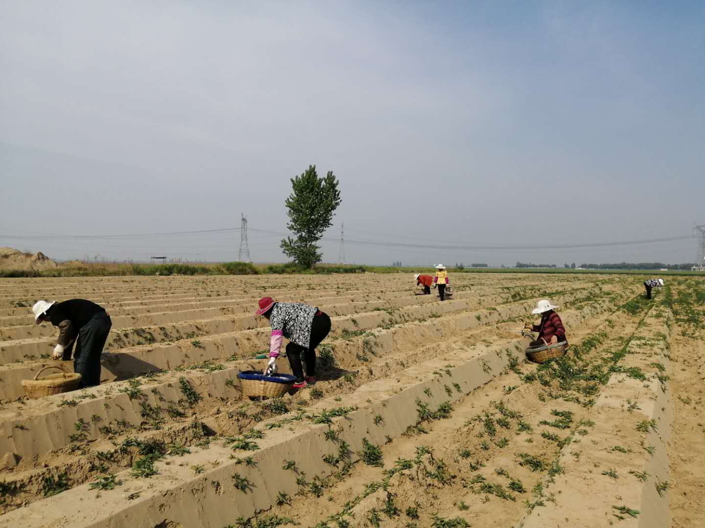 华州：沙土地长出白象牙