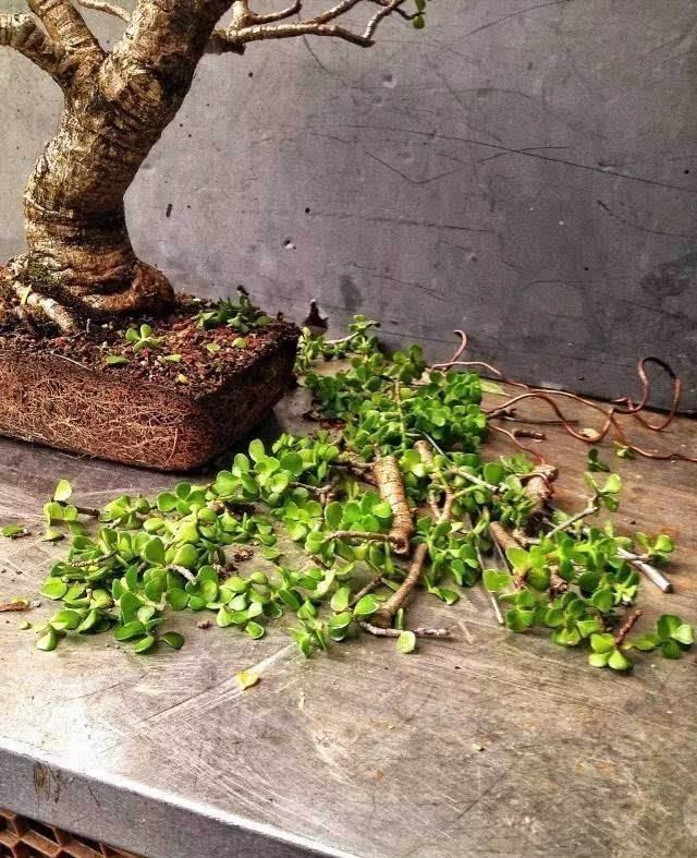 养玉树的十大诀窍,养玉树的绝招大全