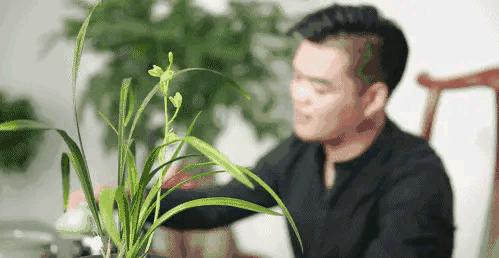 汪字兰花历史,汪姓文化传承