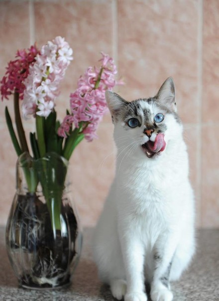 猫咪误食百合花怎么救助,猫咪吃草并呕吐怎么办还有血