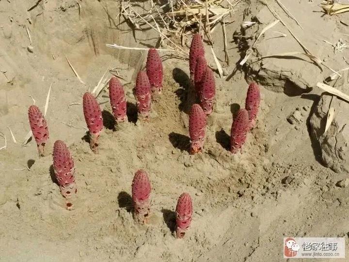 老家的印象和往事 (老家的印象介绍)