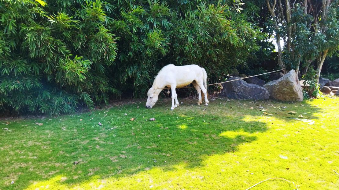 redminote95g值得入手吗,redmi千元机note9