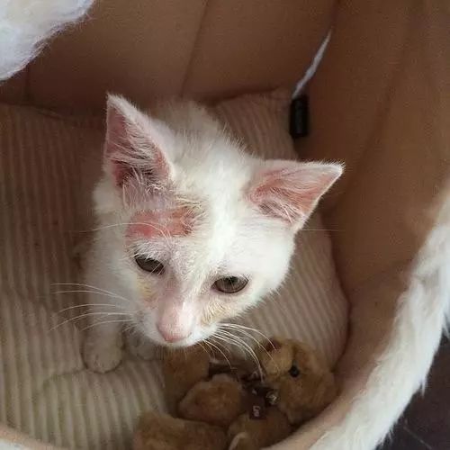 猫咪得了猫癣怎么治最有效,猫咪得了猫癣怎么治疗好得快一些