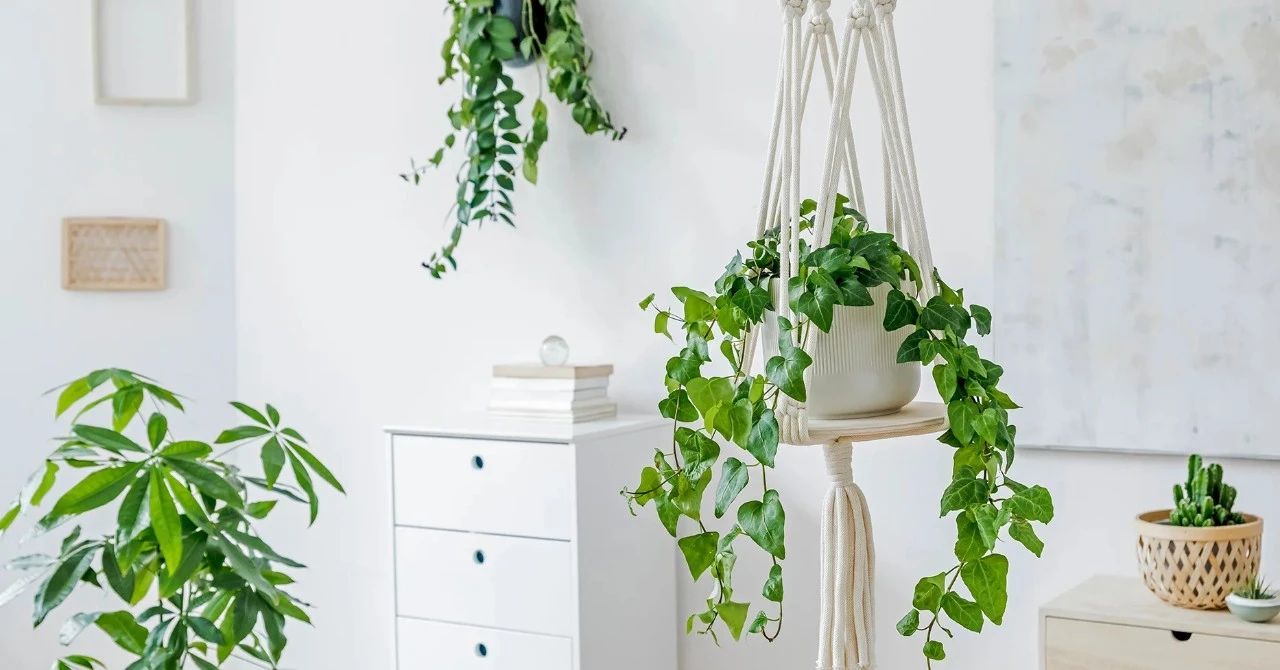 室内植物病虫害的防治方法有哪些,植物防治害虫最好的药