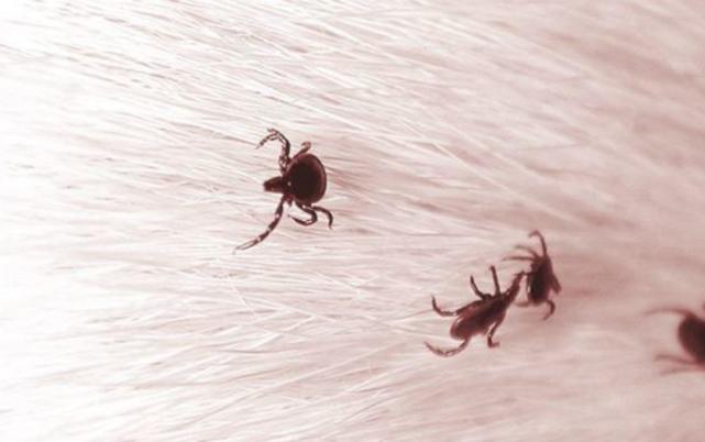 博美掉毛掉了一坨什么原因,博美掉毛都掉秃了怎么回事