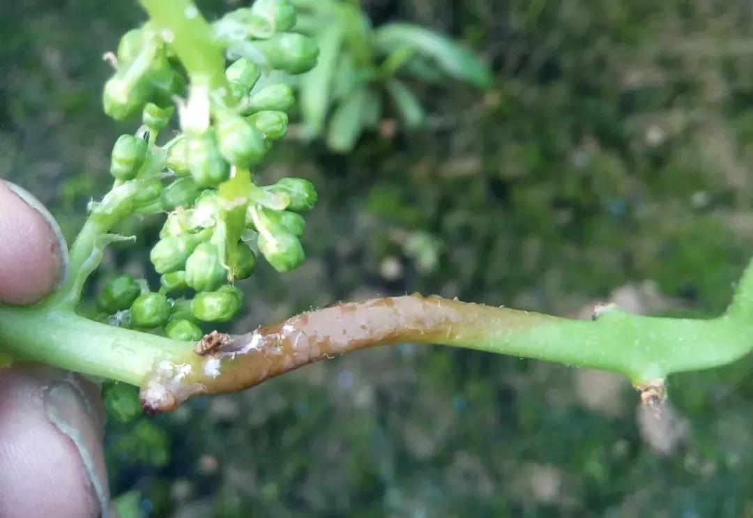 涨知识了最热的葡萄品种都在这里,涨知识冬虫夏草