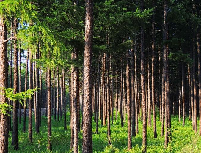 落叶松做家具的优缺点,落叶松对比芬兰松哪个好