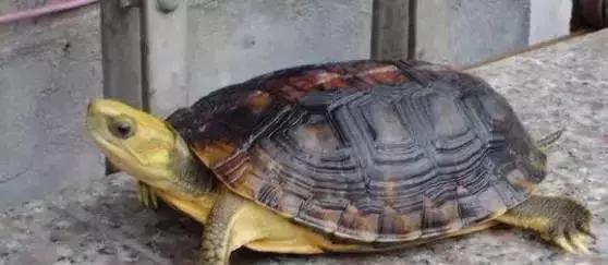 三线闭壳龟和潘氏闭壳龟区别,金头闭壳龟和三线闭壳龟同池