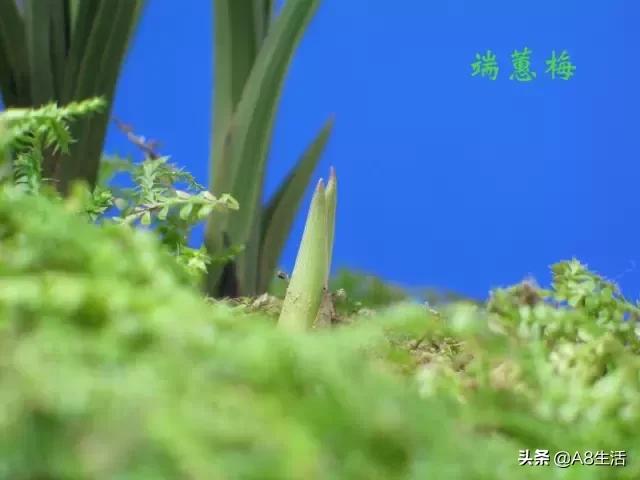 2019蕙兰端梅价格,每日一品花卉