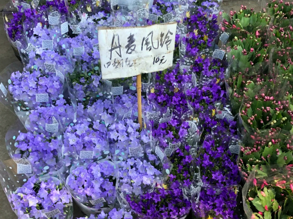 春天去花市买什么花最便宜 (10月适合在花卉市场买的花)
