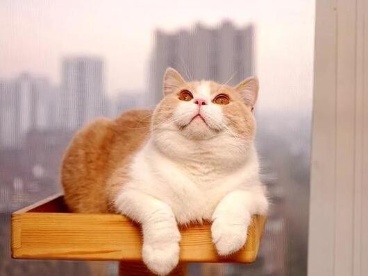 为什么大家都爱养英国短毛猫？这五点好处，看了不选都不行