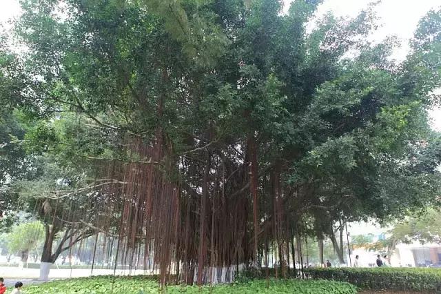 海南珍贵树木有哪些图片,海南花草树木名称大全