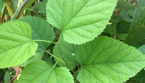 高血脂最怕这3种食物,高血脂最怕三种食物