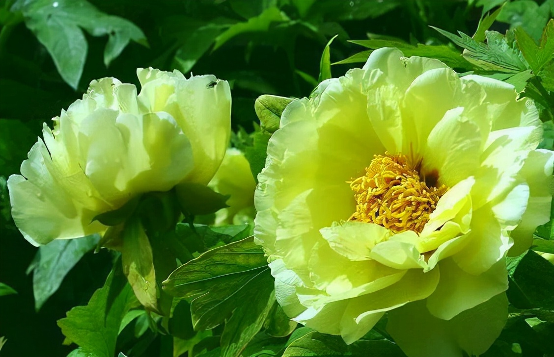 生活中常见的花语大全,生活中常见花卉花语