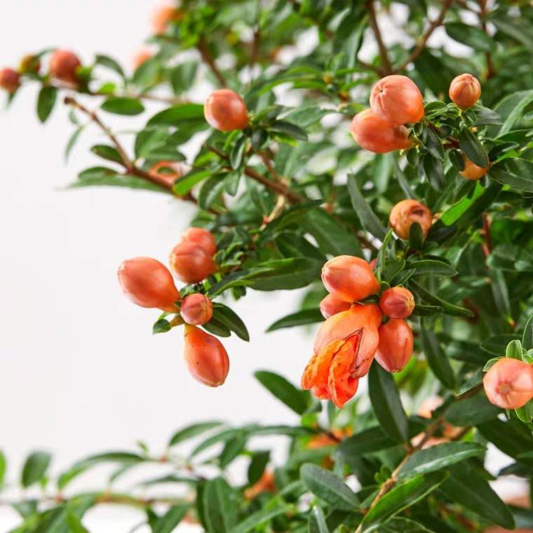 花卉有小虫子用什么方法驱虫,花卉虫子怎么消灭