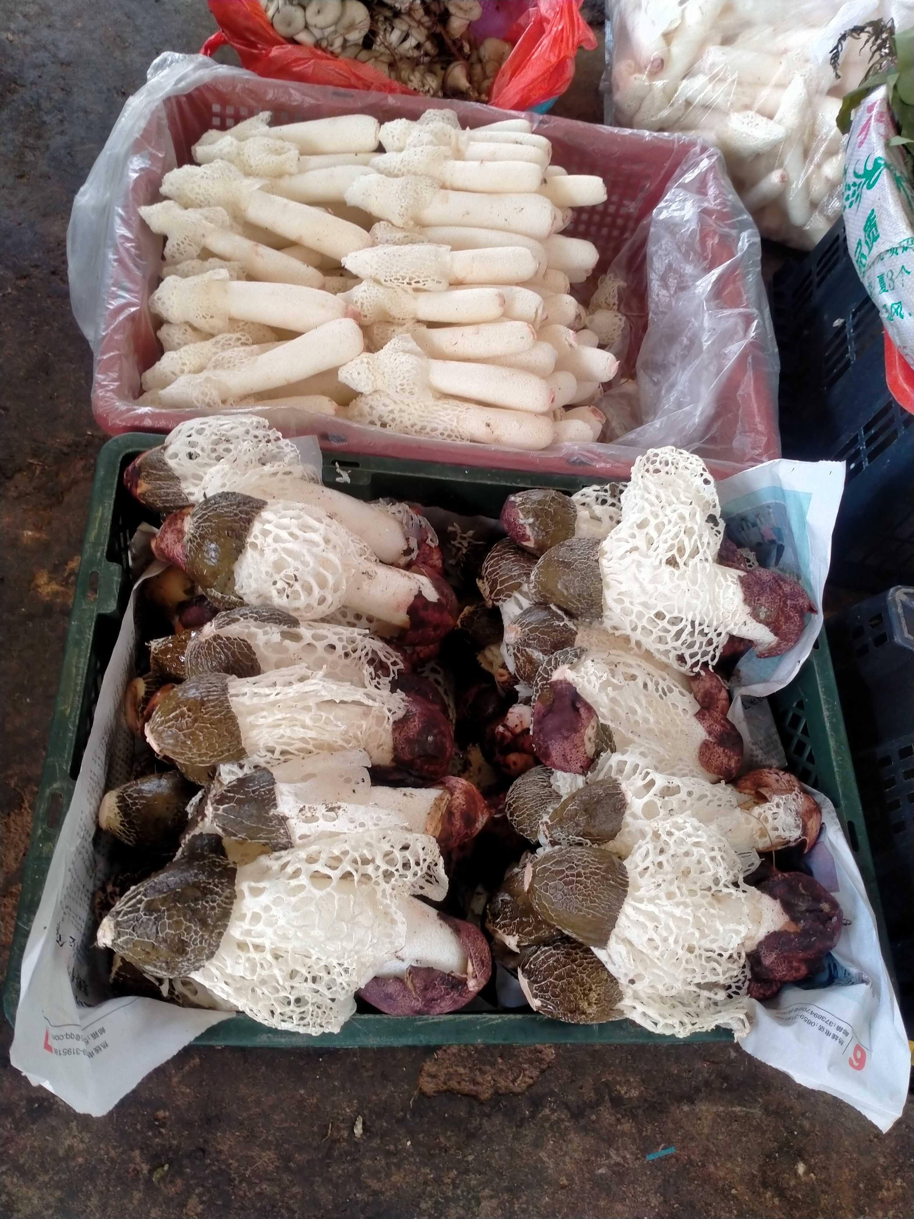 昆明木水花野生菌今天的行情视频 (云南昆明木水花野菌市场)