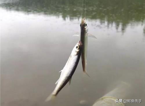 夏天野钓大鲫鱼怎么打窝避小鱼,野钓打什么窝料避小鱼