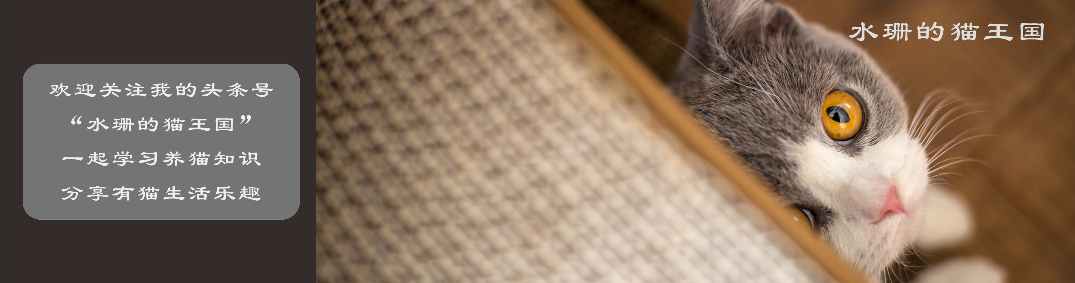 扔掉一只小猫会怎样,捡了一只宠物猫咪怎么处理