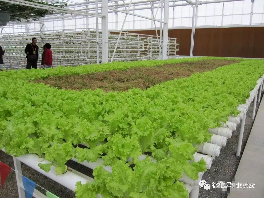 全国蔬菜重点县名单,菜吧生态园规划