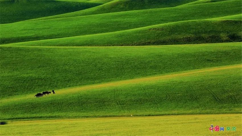 “草原诗人”冰风：不愿再看到“两匹马，在草原的网围栏两侧徘徊”