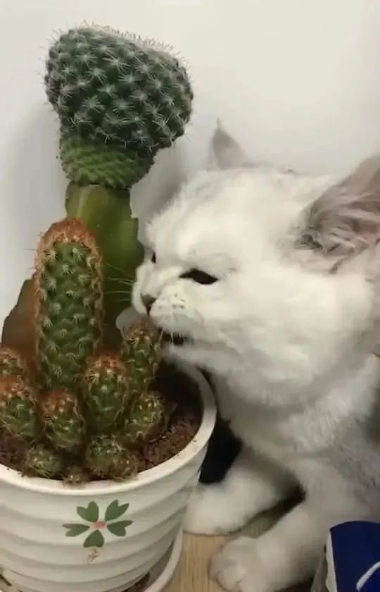 猫咪不习惯吃的表现,猫咪不为人知的用途