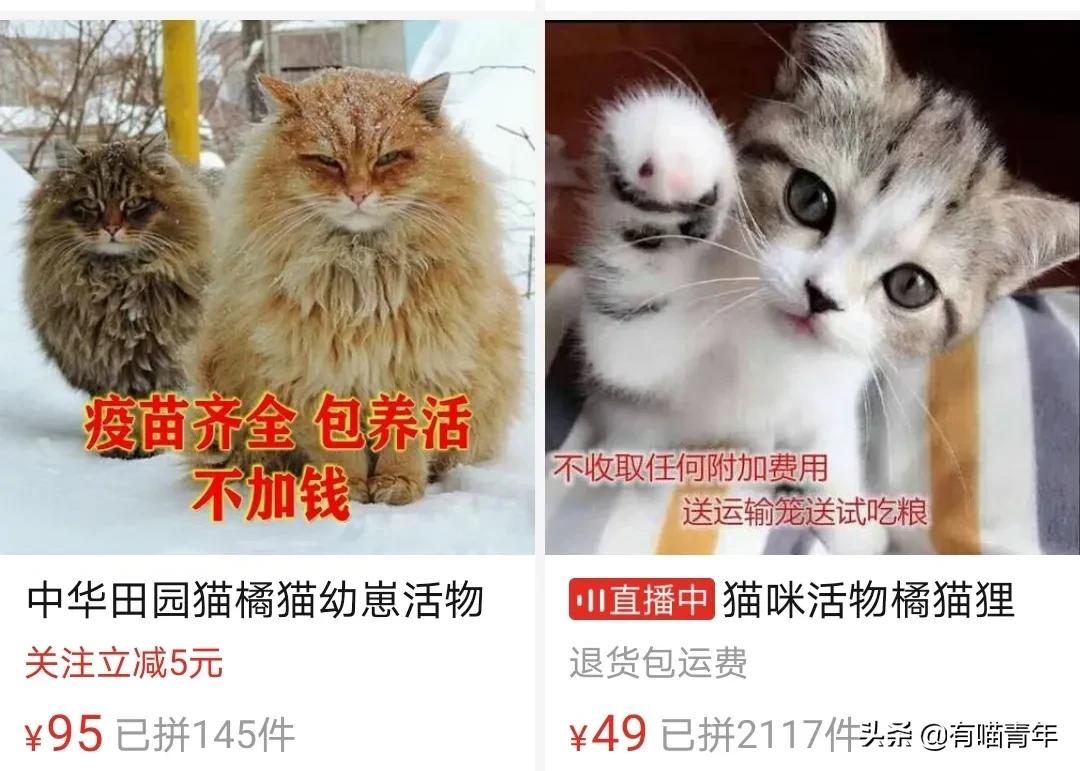 pdd买猫和老鼠,pdd两百买的猫