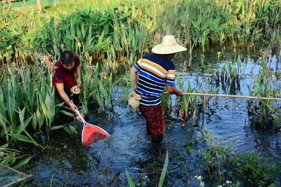 想赚钱去养殖场,养青蛙什么青蛙最划算