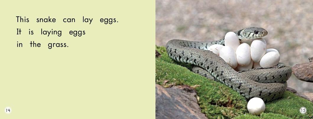 小怪物英语绘本阅读,w字母英语绘本阅读