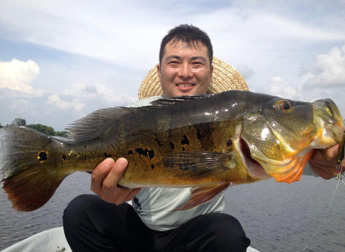 孔雀鱼凶猛,美丽凶猛观赏鱼