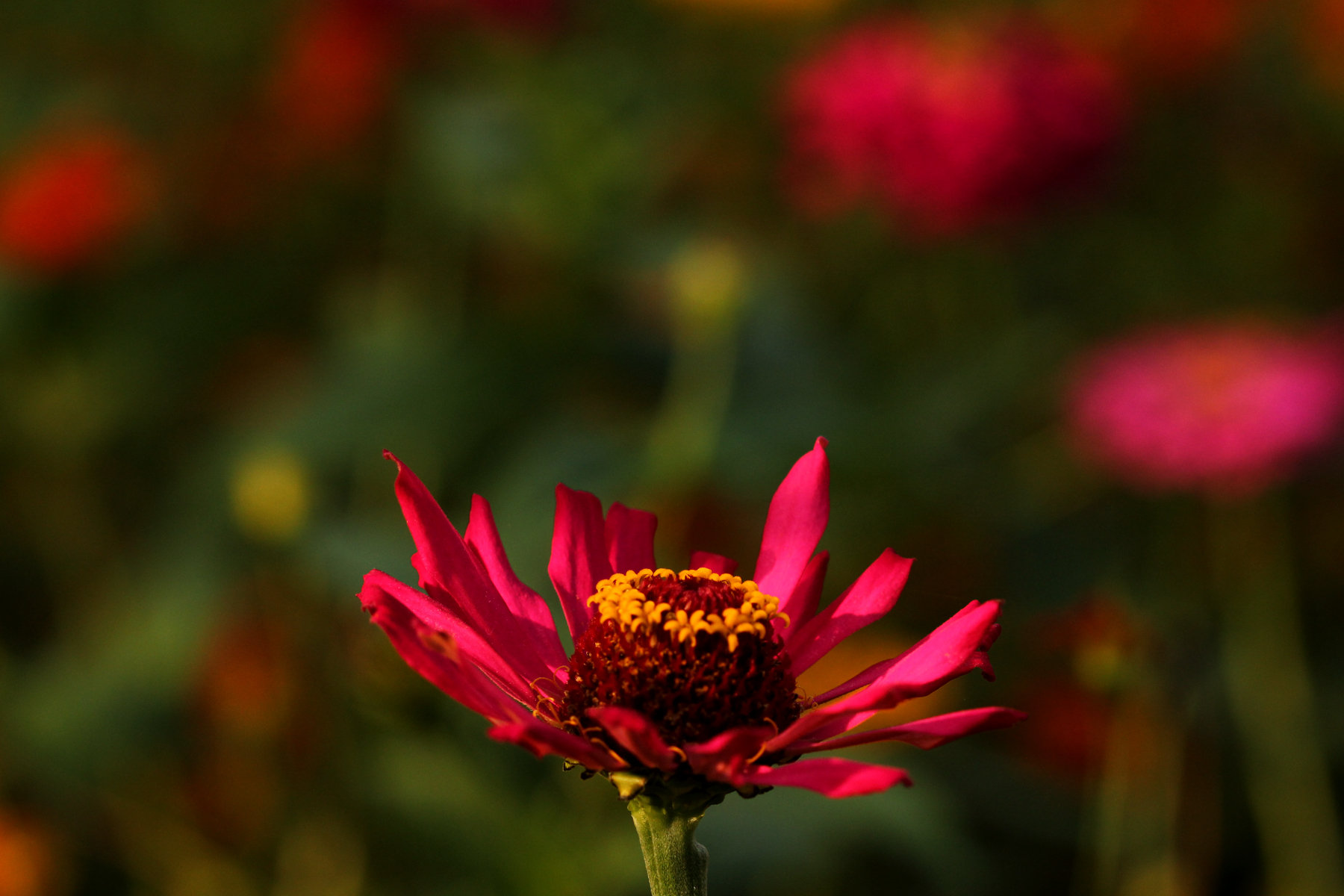 试解孙策东冶屠城事件之谜