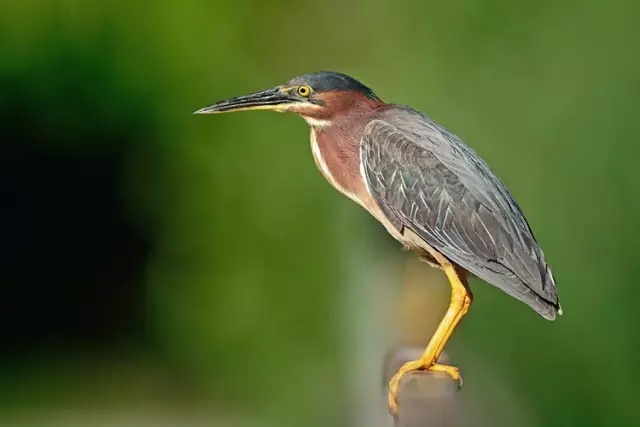 鸟类摄影拍摄技巧和精美照片展示,怎么拍摄鸟类视频