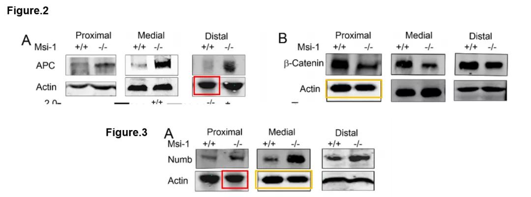 论文图片作假,论文撤稿是真的假的