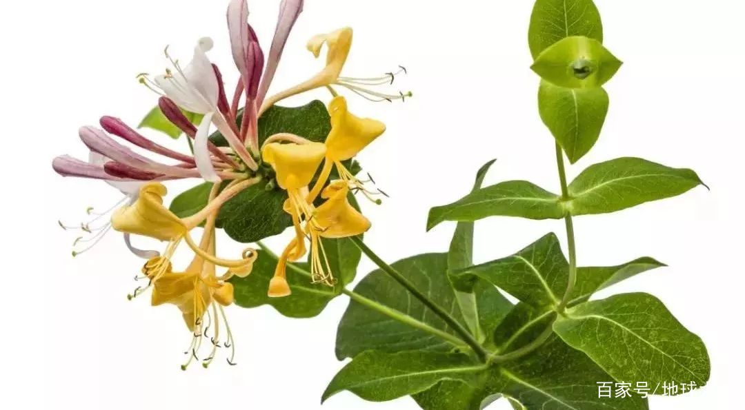 当别人说“kiss-me-quick”，你可不能亲上去，会被打脸的！