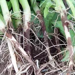马铃薯病害知识与防治书籍,马铃薯黑胫病病害及防治方法