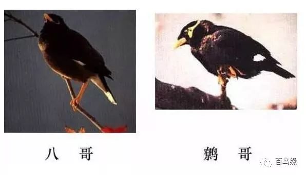 八哥跟鹩哥及鹦鹉的关系,鹩哥跟黑八哥哪个学语强