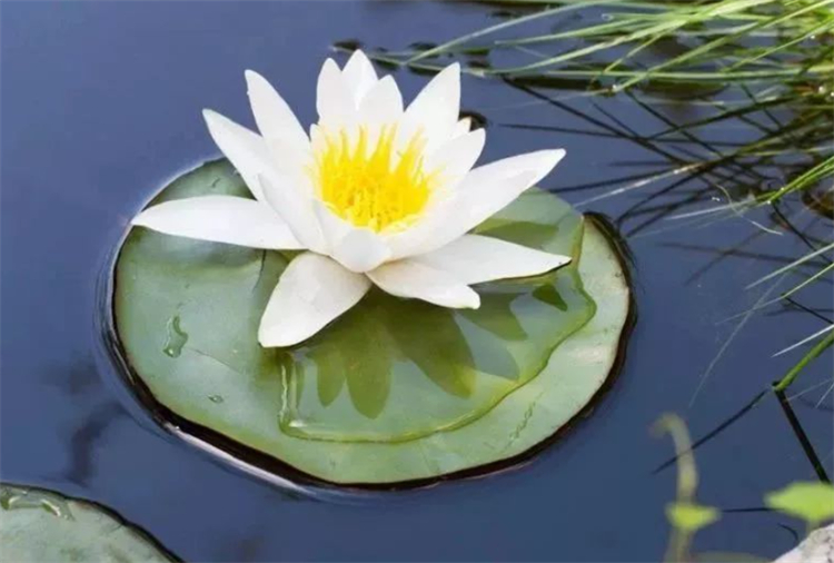 睡莲的特点简单明了,睡莲怎么全开