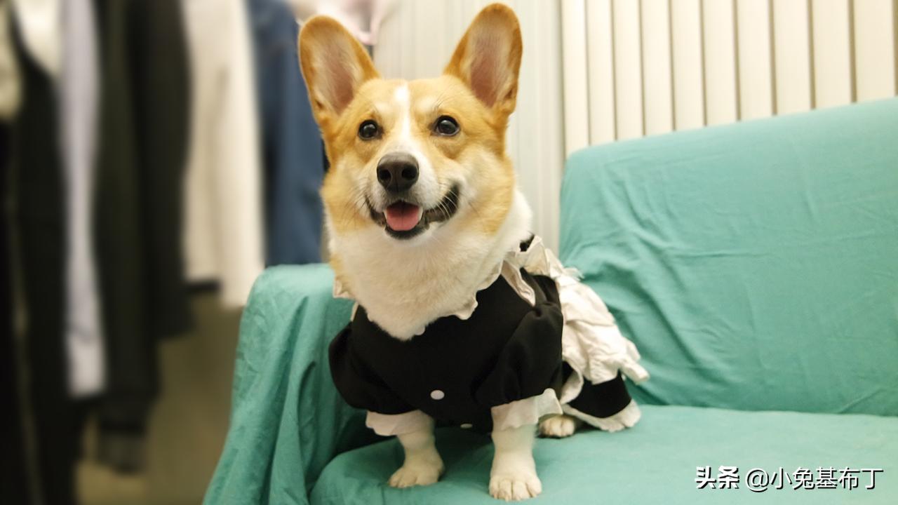 狗狗脚趾炎脓疱不破怎么办,狗狗脚趾炎可以打针消炎吗