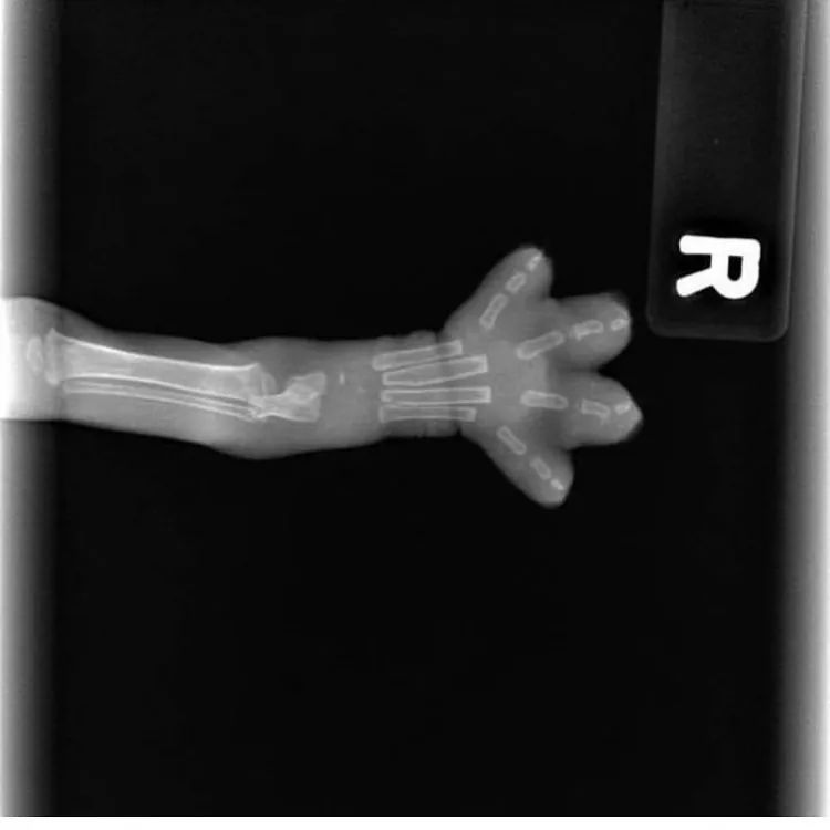 一只鸭子一万五元,一只鸭子一万多