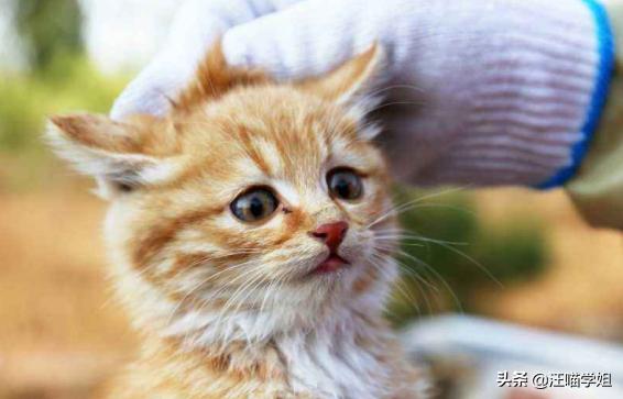 幼猫腹泻呕吐只喝水两天就死了,幼猫腹泻一天吃几次蒙脱石散