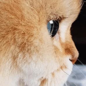 猫和老虎能杂交生育吗,猫和老虎可以生育吗