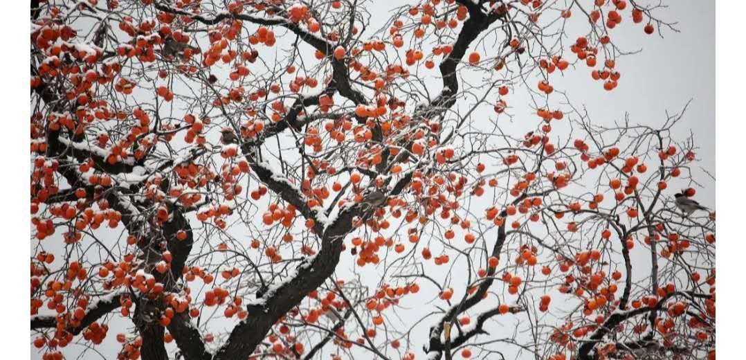 大雪天的柿子,大雪天的富平柿子树