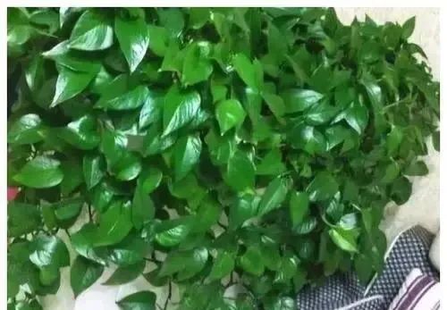 黄豆可以和淘米水放一起做花肥吗,淘米水如何用于养花教你一学就会