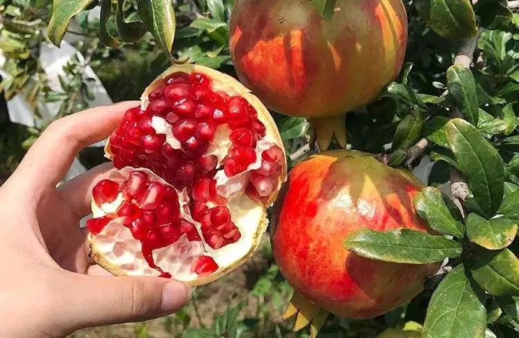 突尼斯石榴是不是都是爆汁的呢,好吃不吐籽的突尼斯软籽石榴来了