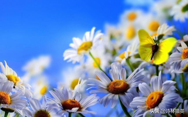 描写景物的作文素材句子,借春天的景物描写冬天的诗句