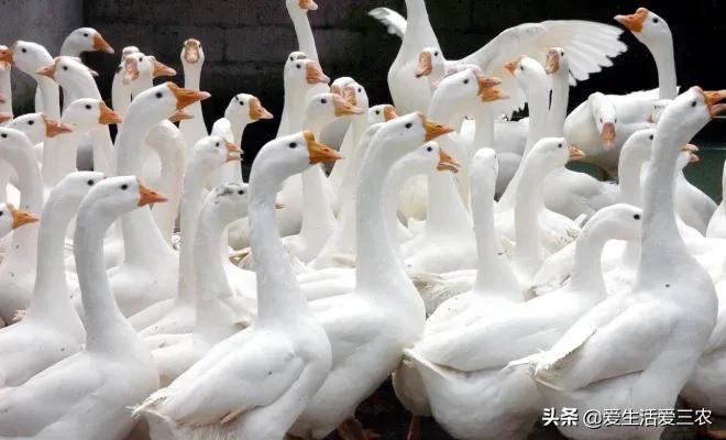 农村没技术适合干什么,没本钱没技术在农村怎么创业项目