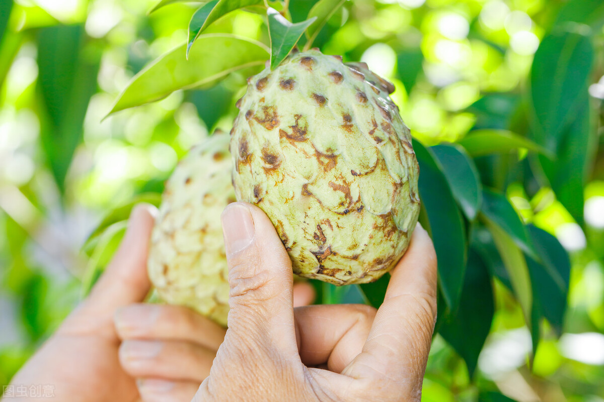 猎奇全球最罕见的水果你吃过几种,世界公认最强的三种水果